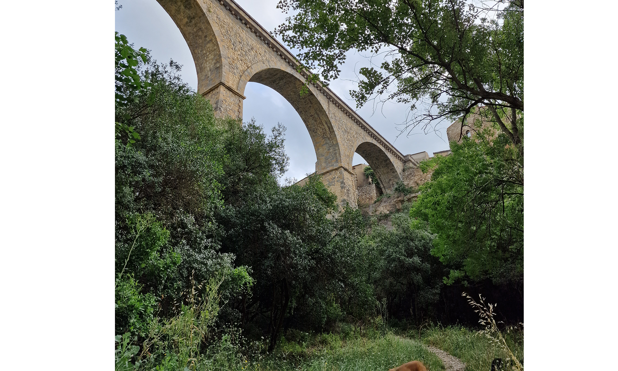 Minerve citée cathare