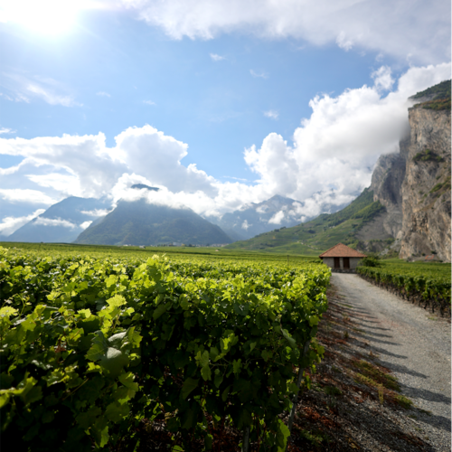 vigne suisse