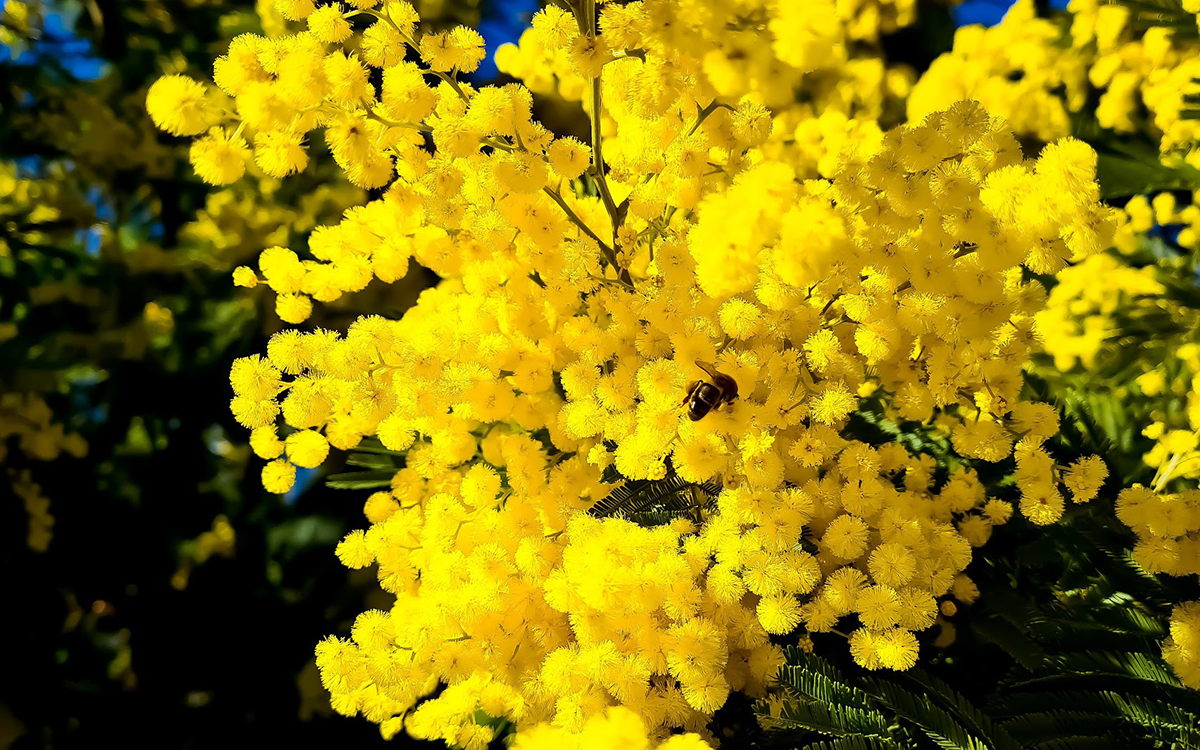 Randonnée Découverte Mimosa à Tanneron, l&rsquo;Or de la Côte d&rsquo;Azur