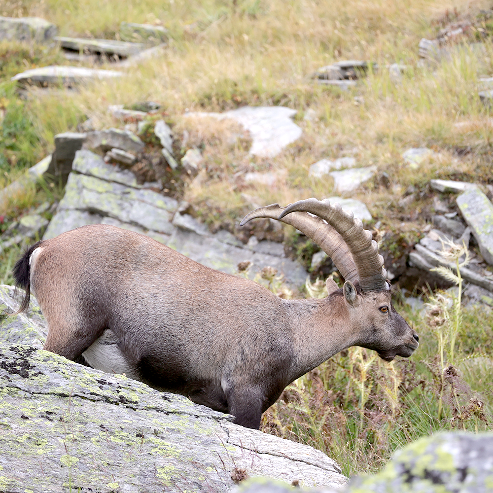 grand paradis rando (1)
