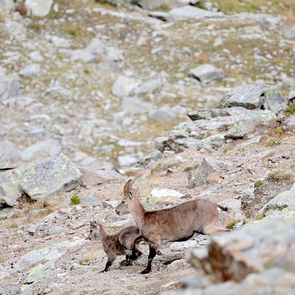 grand paradis rando (12)
