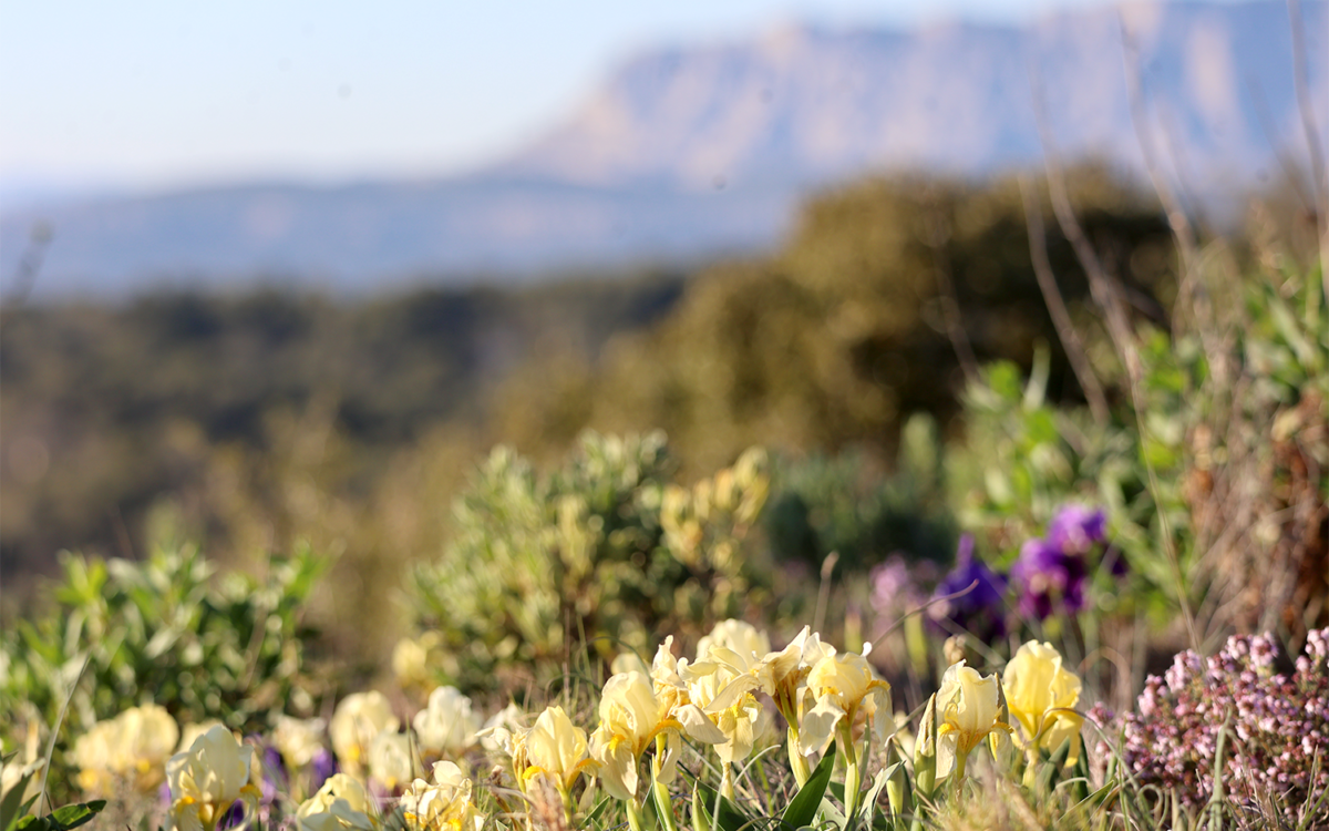 Rando Facile Face à la Ste Victoire : Iris de Printemps