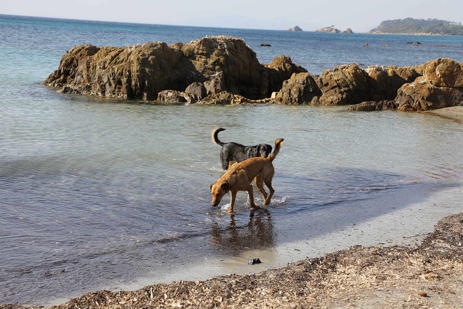 PLAGE DE l'estagnol avec son chien2