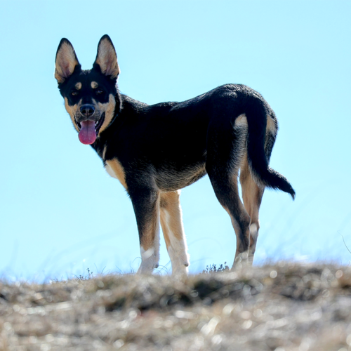 rando chiens sommet trainon 2