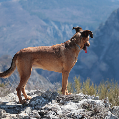 rando chiens sommet trainon 4