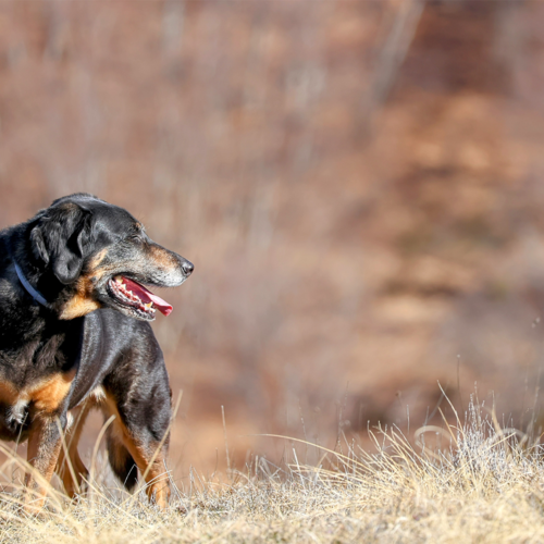 rando chiens sommet trainon é