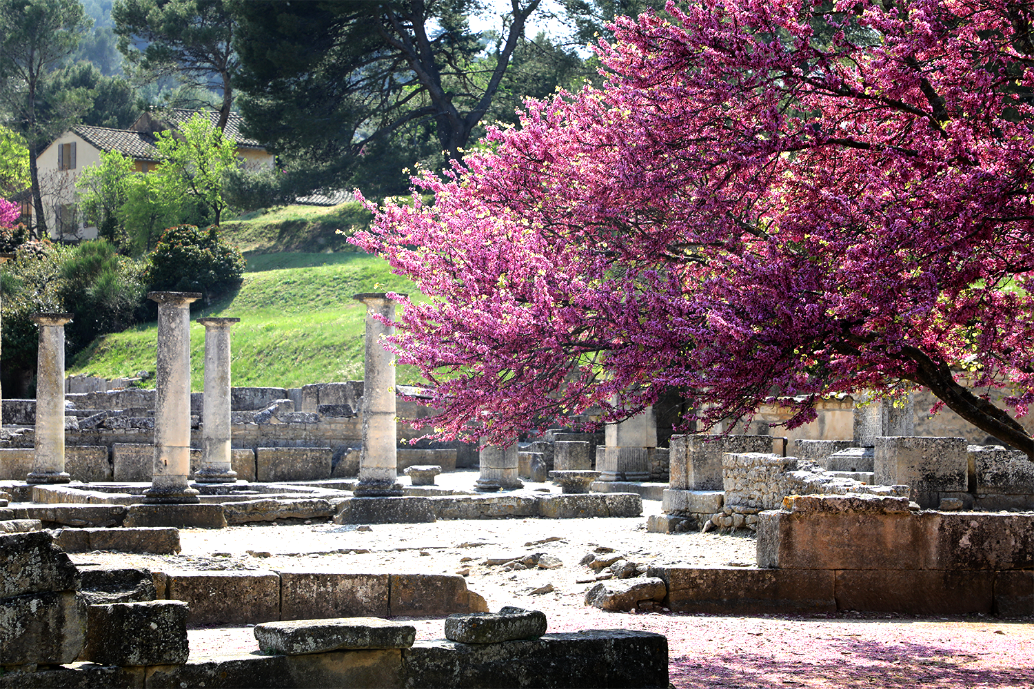 RUINES DE GLANUM ARBRE DE JUDEE EN FLEURS
