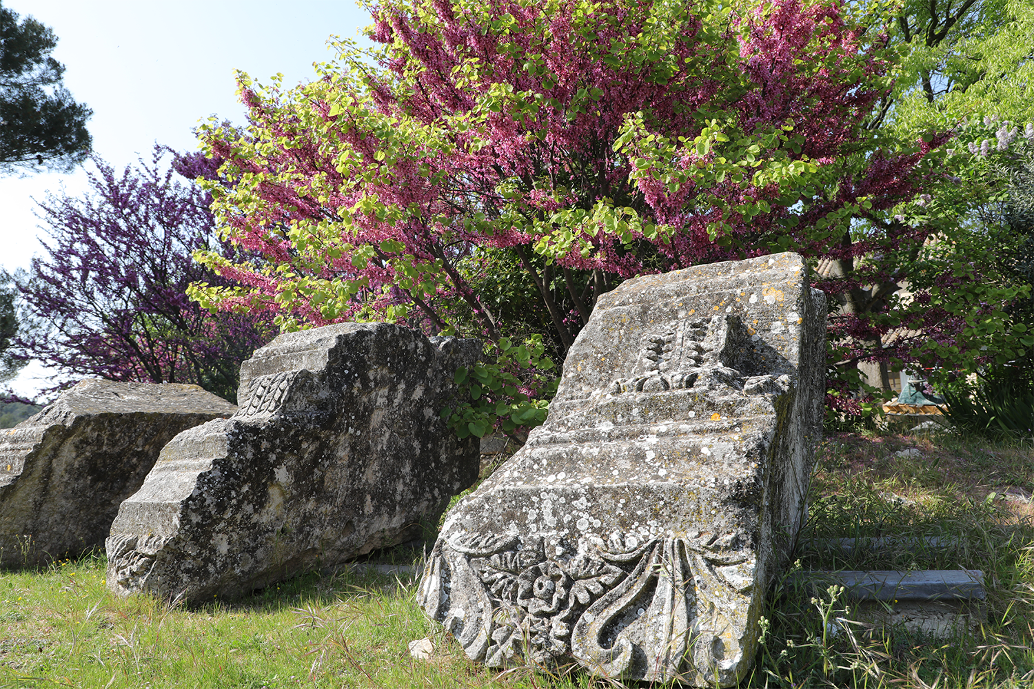 RUINES DE GLANUM PIED COLONNE ARBRE DE JUDEE EN FLEURS