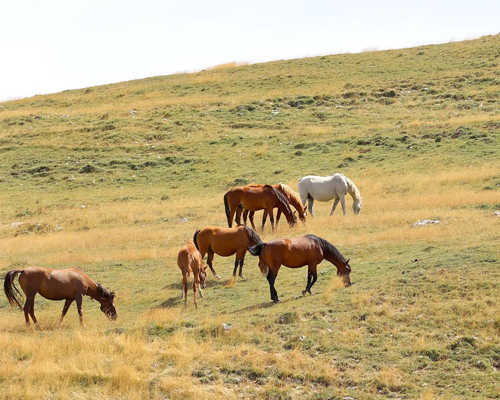 plateau vercors chevaux