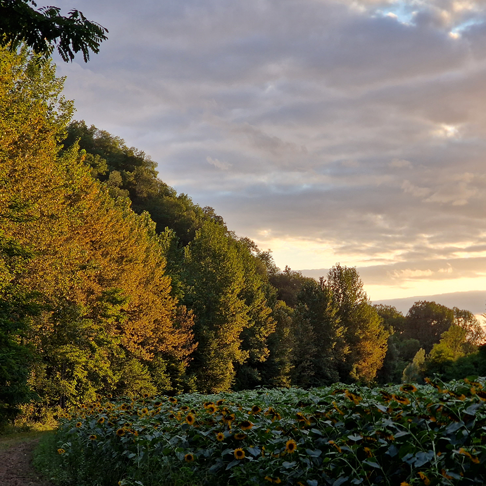 SPOT AU BORD RIVERE VERCORS CHAMP TOURNESOL